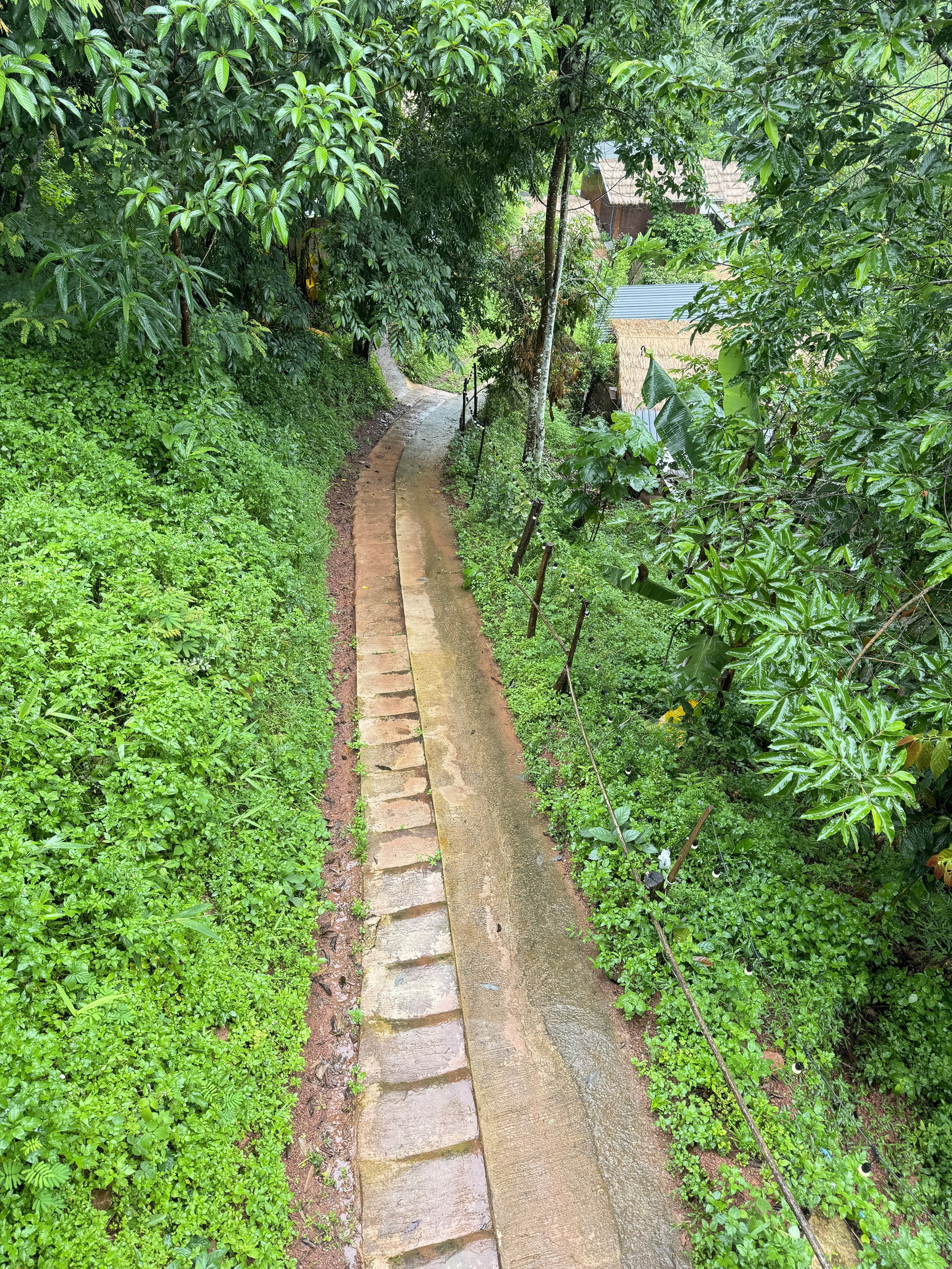 ทางเดินท่ามกลางต้นไม้และธรรมชาติ